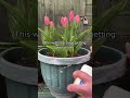 How to stop slugs eating your plants without pesticides plants tiktokdiy plantdad didyouknow slugs