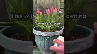 How to stop slugs eating your plants without pesticides plants tiktokdiy plantdad didyouknow slugs