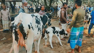 @আজ ৭ ডিসেম্বর ২৪ | ফ্রিজিয়ান বাচ্চাসহ গাভী গরুর দাম | আফতাবগঞ্জ হাট | দিনাজপুর