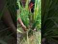 Ber experimen dgn penggunaan pupuk hayati cair Naturegen.. hasil nya memuaskan