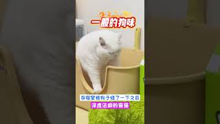 重度洁癖的猫猫 #cute #pets #可愛 #萌寵 #寵物  #cat #寵物生活 #可愛い #animals #可愛動物