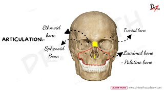 Anatomy of Maxilla