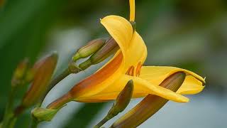 #Lily flower nature beauty whatsapp status 4k