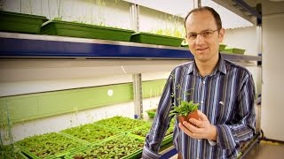 At the very heart of plant growth - EURESEARCH/UNIL