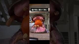 【可愛い動物】 カバの歯が怖すぎる#shorts #解説