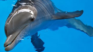 Dolphin 🐬| എന്തു ഭംഗി ആണ് ഡോൾഫിനെ കാണാൻ🐬| Dolphin playing with ball | Nature love 💙| Nature 🐬💙