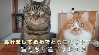 猫たちと過ごすお正月