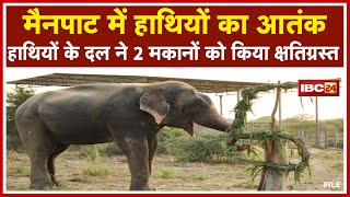 Mainpat Elephant News : मैनपाट में हाथियों का आतंक | हाथियों के दल ने 2 मकानों को किया क्षतिग्रस्त