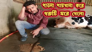 পাতলা পায়খানা করে গরুটি মরে গেল | গরুর পাতলা পায়খানা | গরুর পাতলা পায়খানা বন্ধ করার উপায় |