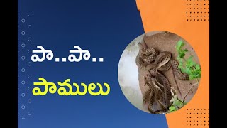 Snakes: కుప్పలు తెప్పలుగా పాములు.. ఎక్కడ..? ఎందుకొచ్చాయి?