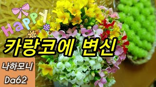 🌷카랑코에 꽃의 변신, 다육이,다육이키우기,다육이 예쁘게 키우기,다육이 적심, 다육이 꽃대, 2020년 6월 25일