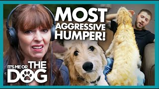 Archie the Lurcher Keeps  'Aggressive' Humping😅 | It's Me or The Dog