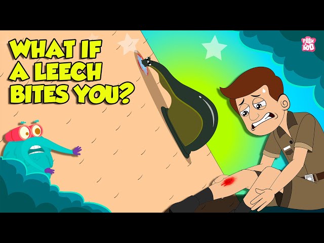 What Happens If A Leech Bites You How To Remove A Leech Safely