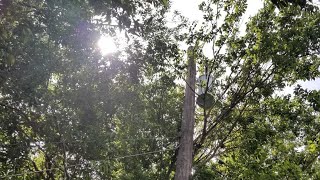 Who's responsible for trees next to back yard power lines? | 6 Fix
