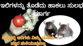 ಇಲಿಗಳನ್ನೂ ಸಾಯಿಸದೆ ಮನೆಯಿಂದ ಹೊರಗೆ ಓಡಿಸುವ ಹೊಸಾ ಪರಿಣಾಮಕಾರಿ ಉಪಾಯ /Kitchen Tips /Get Rid of Mouse /Rat Rid