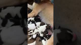 កូនឆ្កែទើបនឹងកើតខ្ជូតៗ Newborn puppies