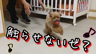 トイプードルパパ大好き犬が１日ぶりの再会をしたらやっぱり……大興奮！wトイプードル今日のちゃまめ