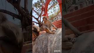 Basistha temple visit today in Guwahati#travel/garden#viral#video#shorts ❤️