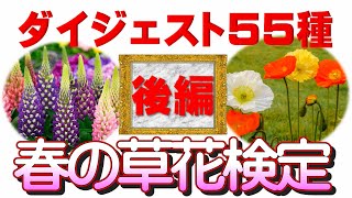 春の草花検定ダイジェスト－後編－春の草花検定１級から５級までの全５５問を一気に見せます！【草花初心者大歓迎】草花・野草の名前を知りたい人、覚えたい人必見です。何度でも反復すれば誰でも植物博士に。