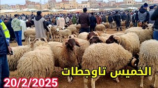 مباشرة من خميس عين تاوجطات 20/2/2025 أثمنة الخروف الكسابي والنعجة وخروفة وحولي ماعز فرجة ممتعة