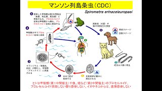 人獣共通感染対面3回伴侶動物2022 edit