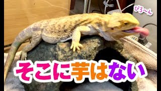 【神回ならぬ毎度の芋回】フトアゴヒゲトカゲおちょこさんの☆IMOsaikou!☆ BeardedDragon