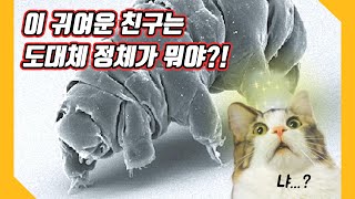 #1 극한 환경 생존 전문가! 타디그레이드(곰벌레) 사이언스 플러스 재미있는 과학이야기