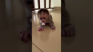 cute baby monkey linda