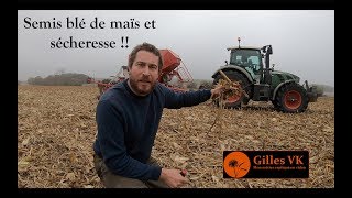 Semis de blé en direct après maïs et sécheresse.