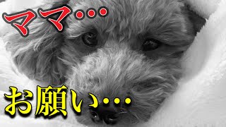 さよならを君は知らない…。愛犬からの10個の願い…。【トイプードルそぼろ＆ニコ】