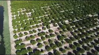 Plantaža mandarina Matka Filipovića u Opuzenu