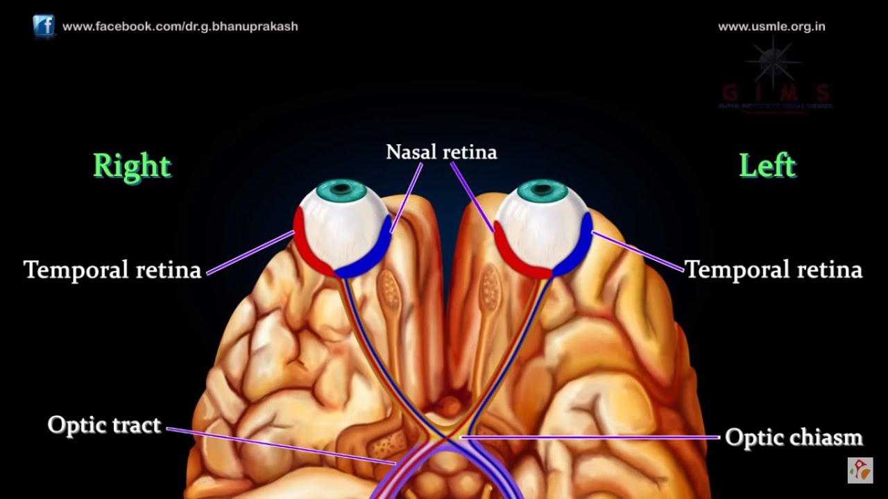 Visual Pathway Anatomy