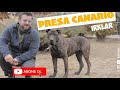 Dog Breeds - Presa Canario