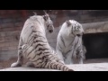 2014.11.24 東武動物公園☆ホワイトタイガーのスカイとアース【white tiger】_01