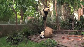 Panda Qing Qing and Xiao Xin climb tree