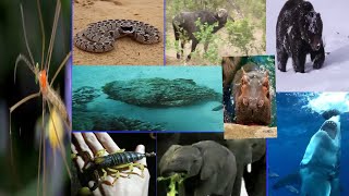 The 10 most dangerous animals in the world, some believe that they are not dangerous