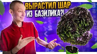 Вырастил ШАР!? Базилик Пурпурный шар - инструкция!