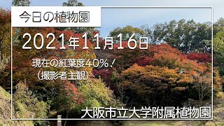 【大阪市立大学附属植物園】今日の植物園（2021/11/16)紅葉の様子