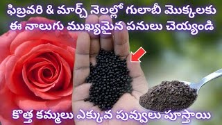 February \u0026 March నెలల్లో గులాబీ మొక్కలకు  నాలుగు ముఖ్యమైన పనులు చెయ్యండి/ maximum roses growing tips