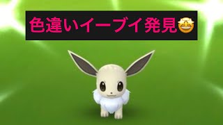 『ポケモンGO』色違いイーブイ発見！コミュニティ・デイ！