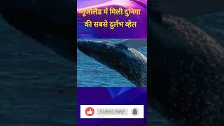 न्यूजीलैंड में मिली दुनिया  की सबसे दुर्लभ व्हेल #NewZealand# world's rarest #whale#shoet #newswale