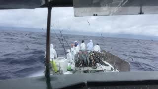 佐賀八栄丸 2020年9月24日   臥蛇西の瀬 その8 かつお一本釣りpole-and-line fishing for bonito in Japan