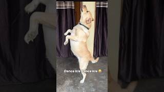 Daaru pike dance 😂 || labra rubi || #youtubeshorts #shorts #labrador #dog #funny #memes #viralshort