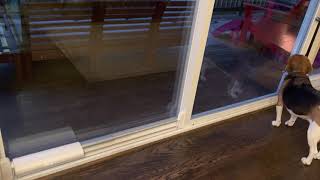 Wayzn Sliding Glass Door Opener for Pets - Open Demo