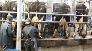 Milking with 50-cow Carousel.