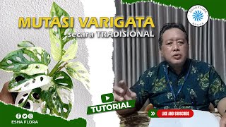 Mutasi Varigata secara Tradisional