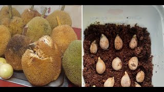 Growing Marangs, Durians, Chempejack, Jackfruit in Sub-tropical S.E. Queensland - Robert Pulvirenti