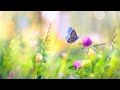 1 Hour Beautiful Relaxing Music: Soothing Music with Piano and Harp: 