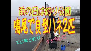 鳴尾浜公園で良型ハネ２匹fishingmax 武庫川