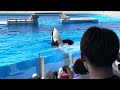 【神戸須磨シーワールド】オルカパフォーマンス　オルカスタディアム　ノーカット 2024 8 24 11 30（4k hdr 60fps）kobe suma sea world orca stadium